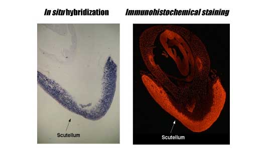 Fig.2.jpg