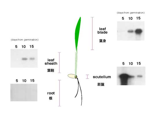 Fig.4.jpg