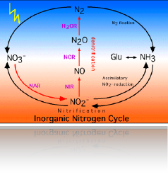 Nitrogencycle.png