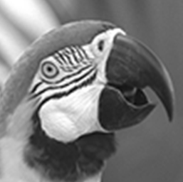 parrots_original