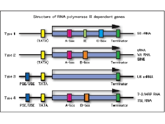 Pol3types_e.gif