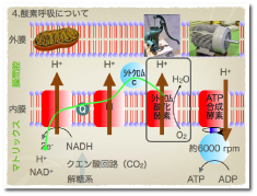 電子伝達系.png