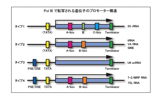 Pol3types.gif