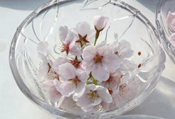 hanami2.gif